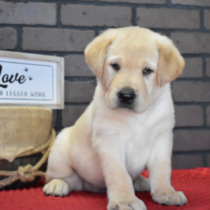 Labrador Retriever Puppy Rufus