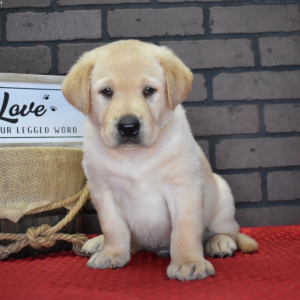Labrador Retriever Puppy Rufus