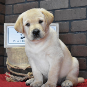Labrador Retriever Puppy Rufus