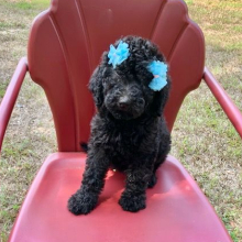 Labradoodle Puppy Cali