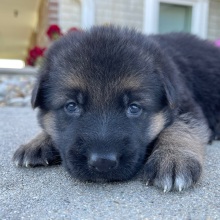 German Shepherd Dog Puppy Cindy