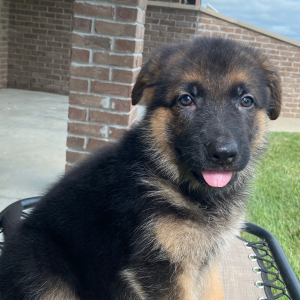 German Shepherd Dog Puppy Cindy