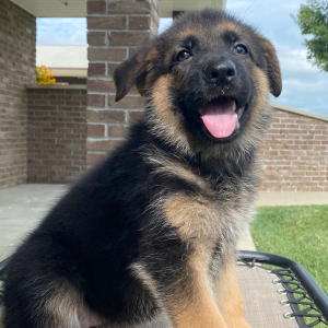 German Shepherd Dog Puppy Cindy