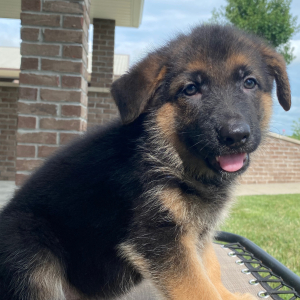 German Shepherd Dog Puppy Cindy