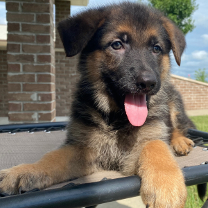 German Shepherd Dog Puppy Cindy