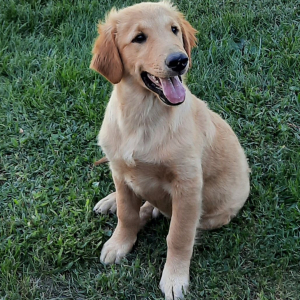 Golden Retriever Puppy Doc