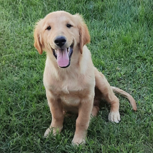 Golden Retriever Puppy Doc