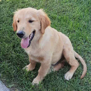 Golden Retriever Puppy Doc