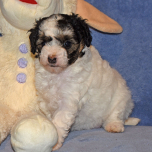 Maltipoo Puppy Chrissy