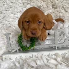 Labrador Retriever Puppy Penny