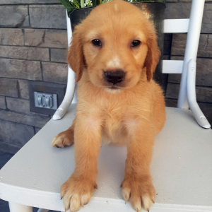 Golden Retriever Puppy Blair