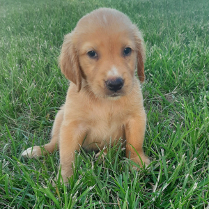 Golden Retriever Puppy Blair