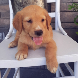 Golden Retriever Puppy Blair