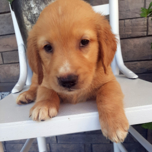 Golden Retriever Puppy Blair