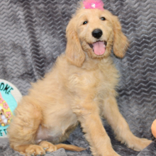 Goldendoodle Puppy Salem