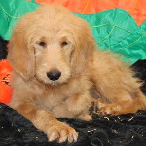 Goldendoodle Puppy Salem