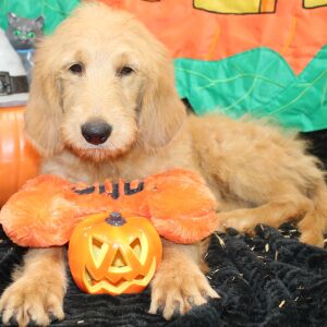 Goldendoodle Puppy Salem