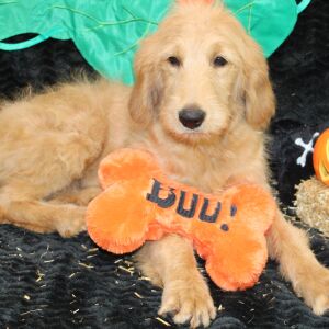 Goldendoodle Puppy Salem