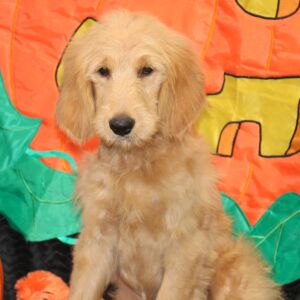 Goldendoodle Puppy Salem