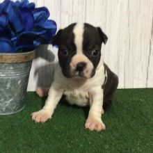 Boston Terrier Puppy Ward