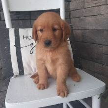 Golden Retriever Puppy Lena