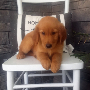 Golden Retriever Puppy Lena