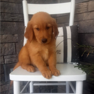 Golden Retriever Puppy Lena
