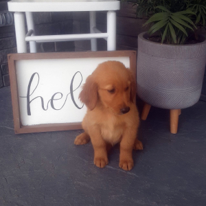 Golden Retriever Puppy Lena