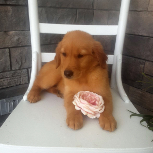 Golden Retriever Puppy Lena