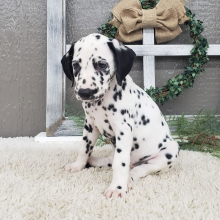 Dalmatian Puppy Willow