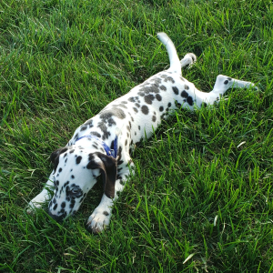 Dalmatian Puppy Willow