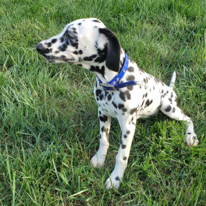 Dalmatian Puppy Willow