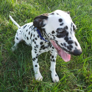 Dalmatian Puppy Willow