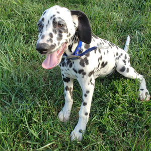 Dalmatian Puppy Willow