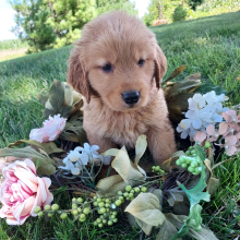 Golden Retriever Puppy Kali