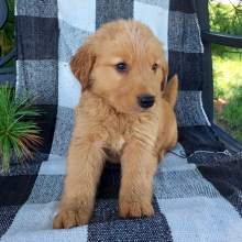 Golden Retriever Puppy Kali