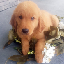 Golden Retriever Puppy Kali