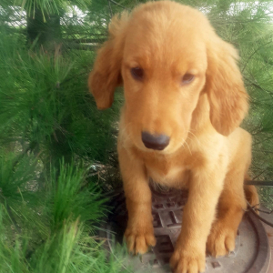 Golden Retriever Puppy Kali
