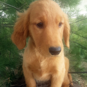 Golden Retriever Puppy Kali