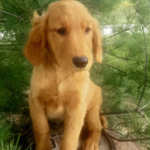 Golden Retriever Puppy Kali