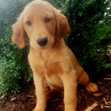 Golden Retriever Puppy Kali