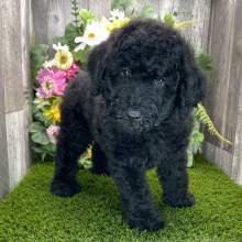 Poodle Puppy Kirby