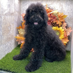 Poodle Puppy Kirby