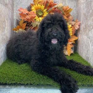Poodle Puppy Kirby