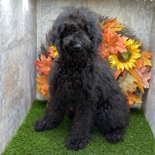 Poodle Puppy Kirby