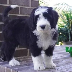 Sheepadoodle Puppy Tim
