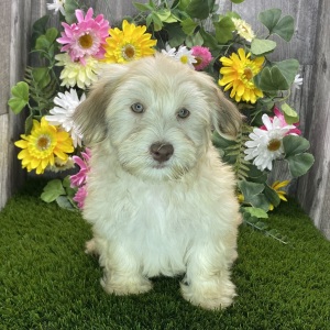 Havanese Puppy Blake