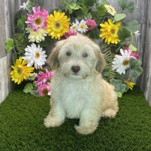 Havanese Puppy Blake