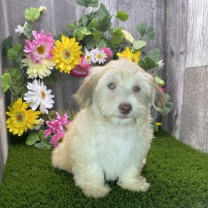 Havanese Puppy Blake