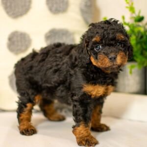 Poodle Puppy Addilynn
